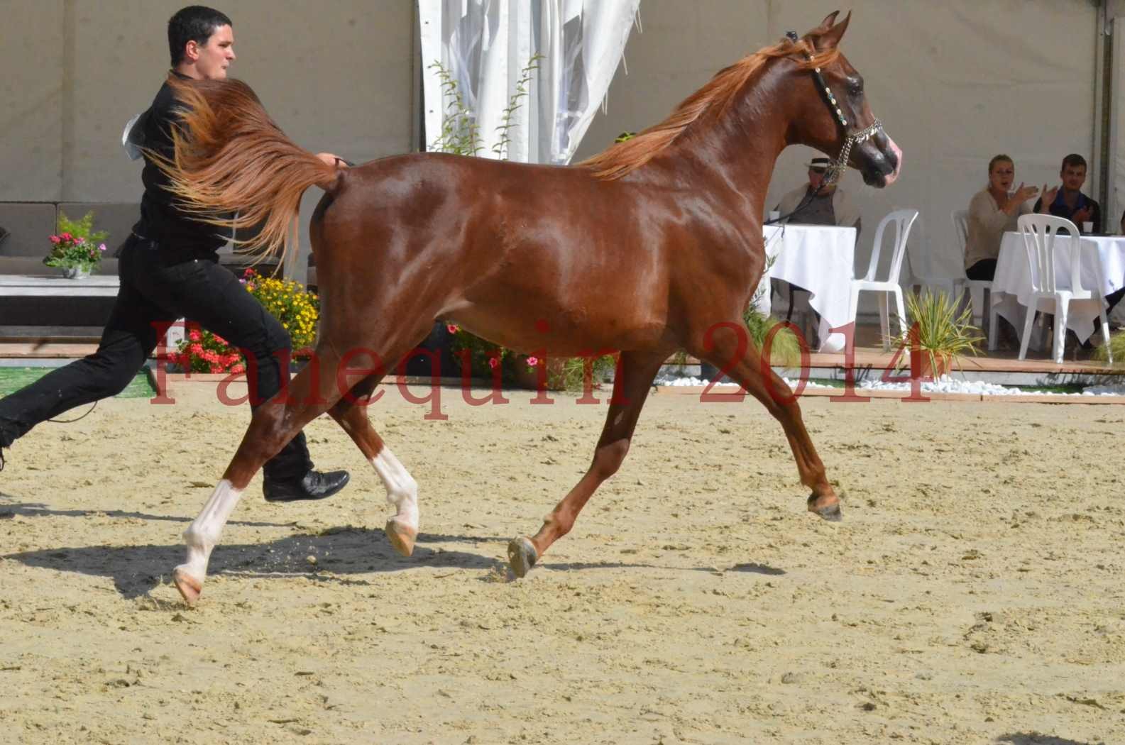 Championnat de FRANCE 2014 - Amateurs - ANTARCTIC DES AUBUS - 28