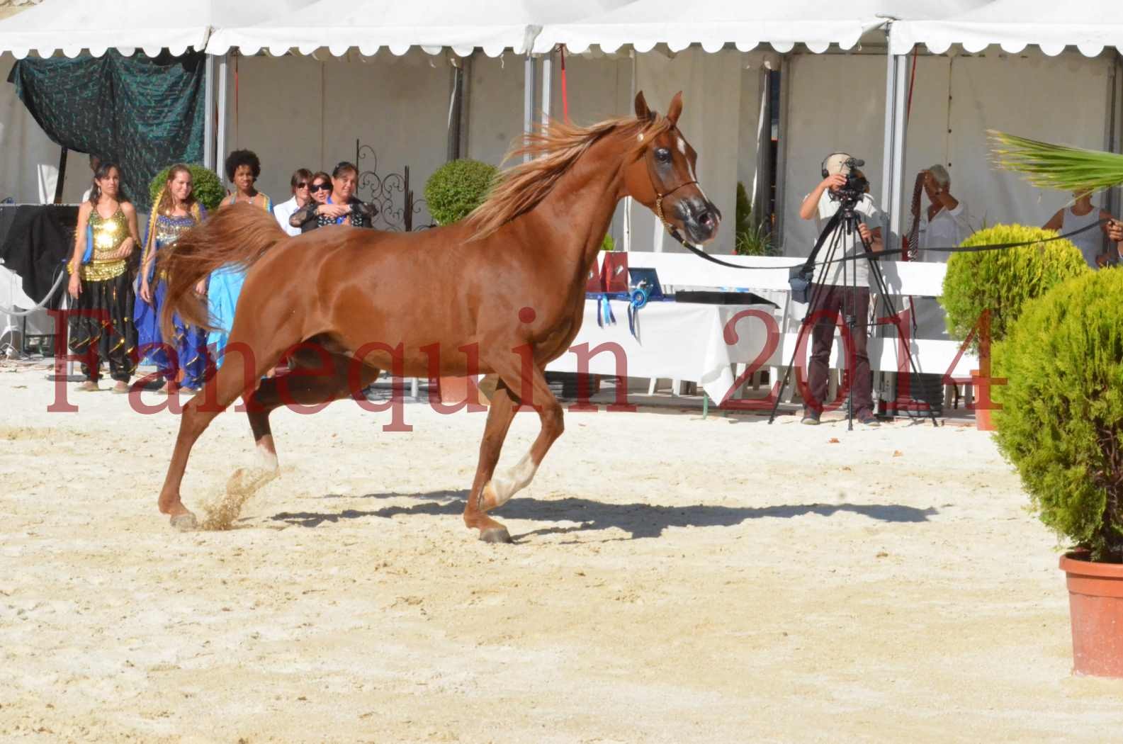 Concours National de Nîmes de chevaux ARABES 2014 - Championnat - MASSAI DE BARREL - 78