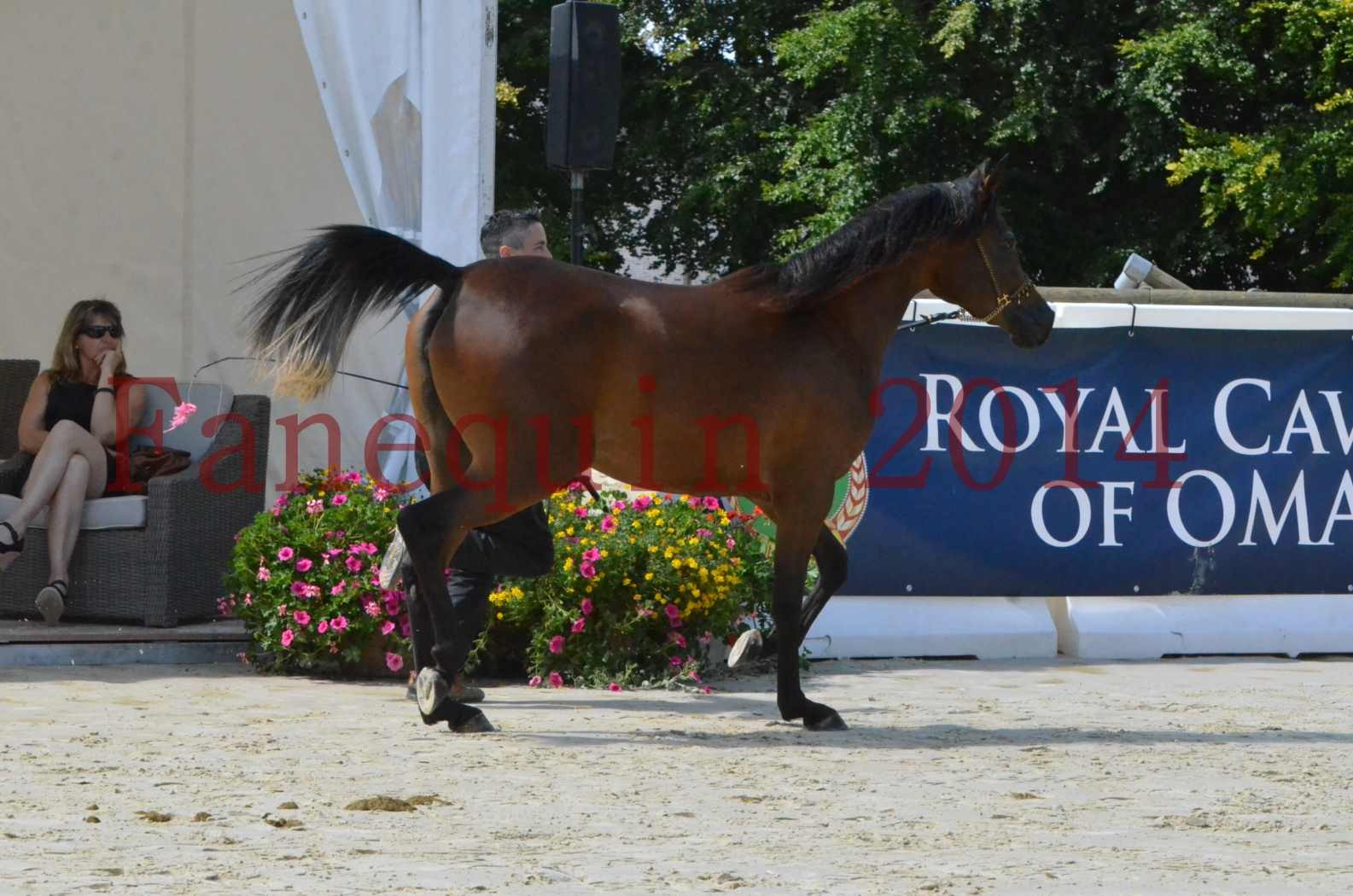 Championnat de FRANCE 2014 - Amateurs - KAL'ELLE D'ELHORIA - 61