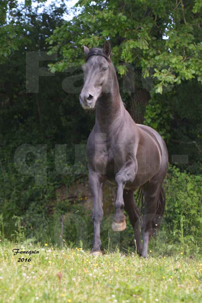 Chevaux PRE de l'élevage DEL TESSUOR - Frédérique VIGNE - 15