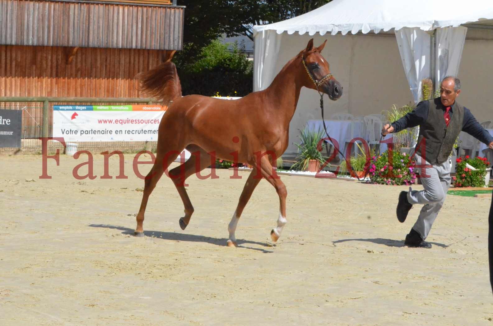 Championnat de FRANCE 2014 - Amateurs - SH CALLAS BINT ARMANI - 33