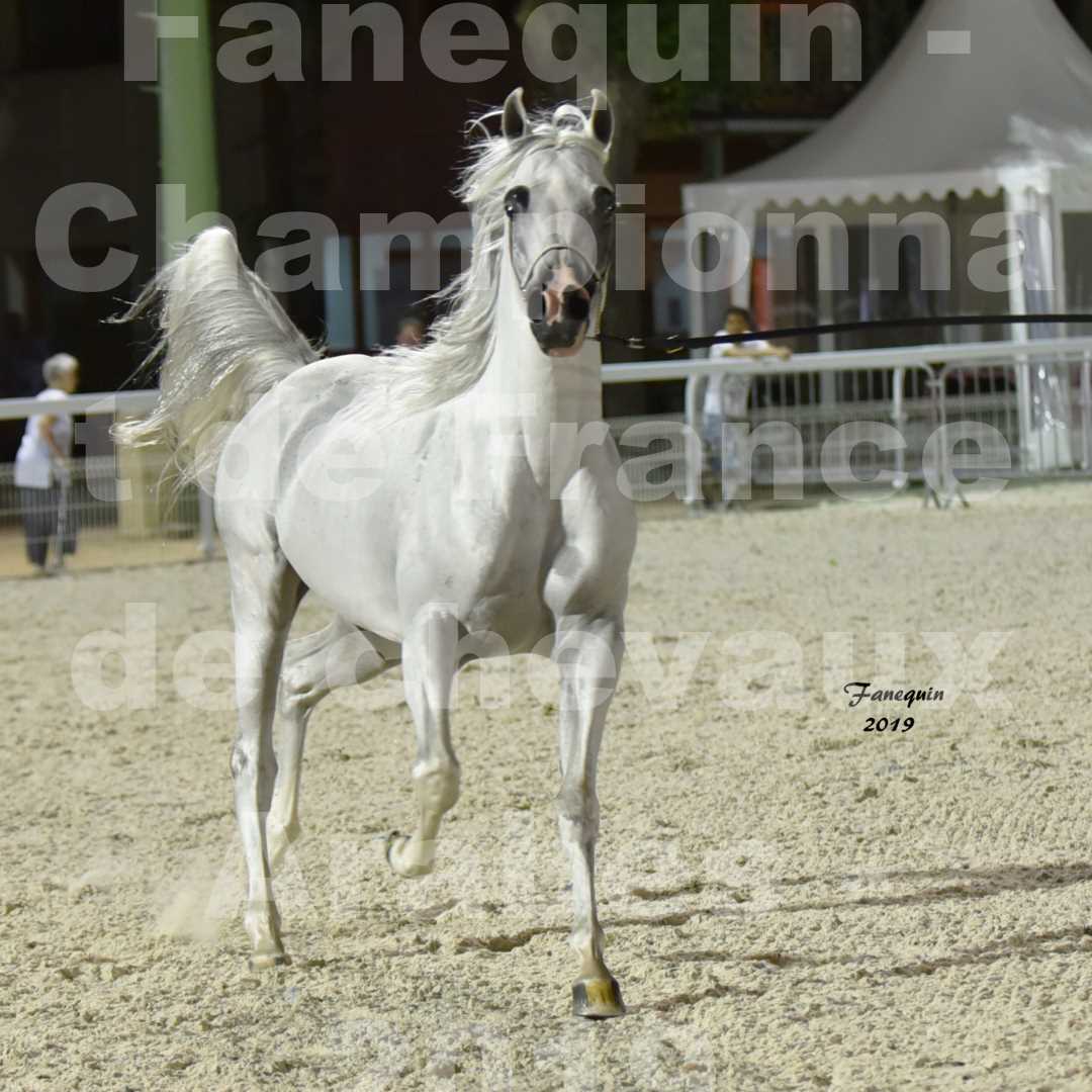 Championnat de France des chevaux Arabes en 2019 à VICHY - SHAMS EL ASHIRAF - 1