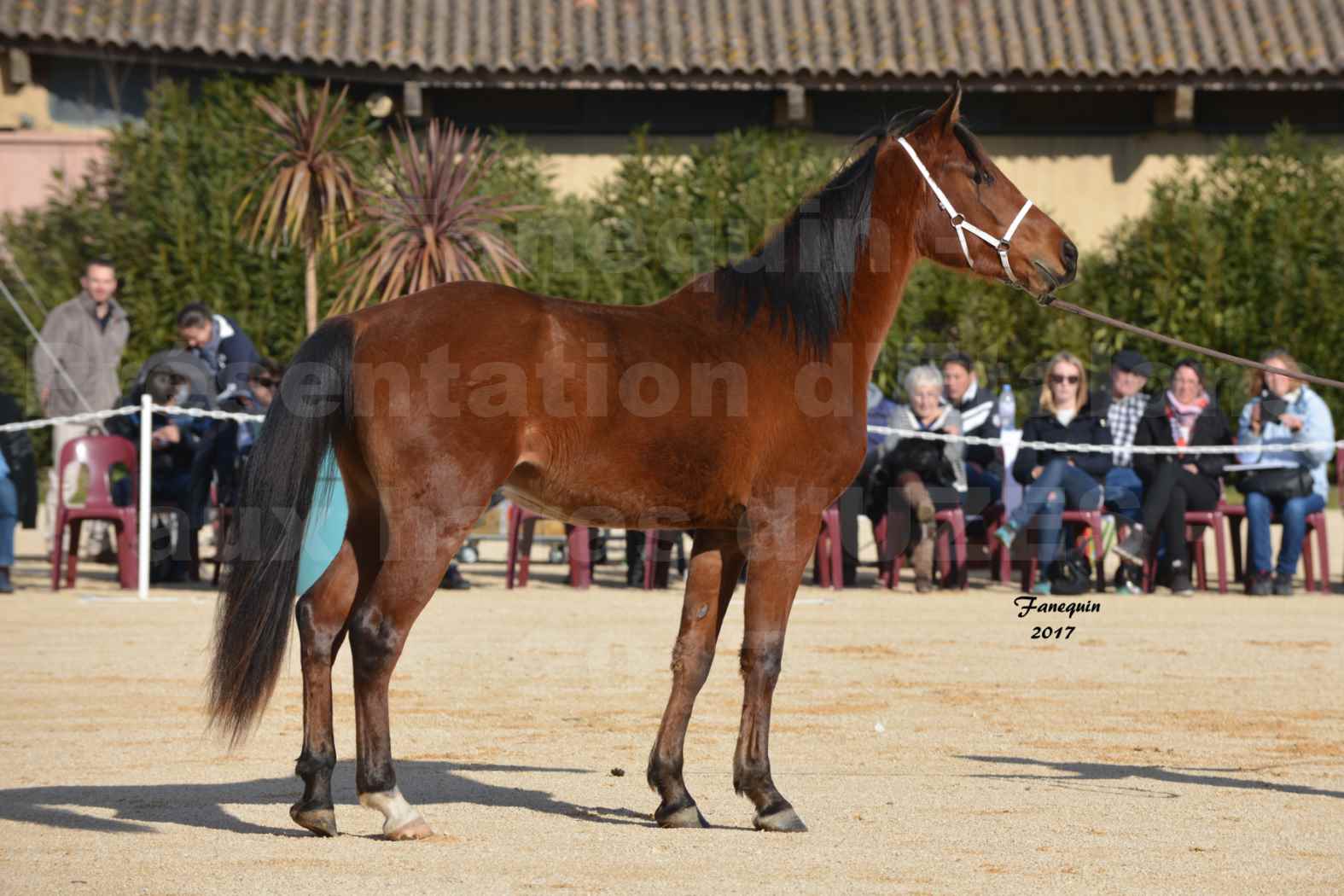 Présentation d’Étalons aux Haras d'UZES - présentation en main - EMYLSSANN DE BRAHMA - 1