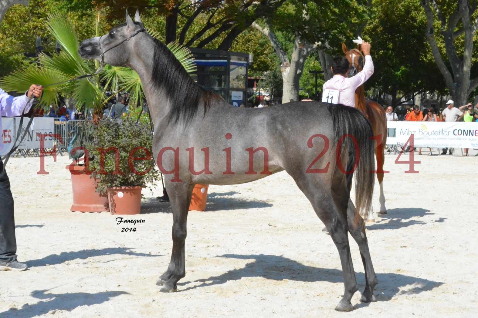 Concours National de Nîmes de chevaux ARABES 2014 - Notre Sélection - JOSEPH'S BOUZIOLS - 13