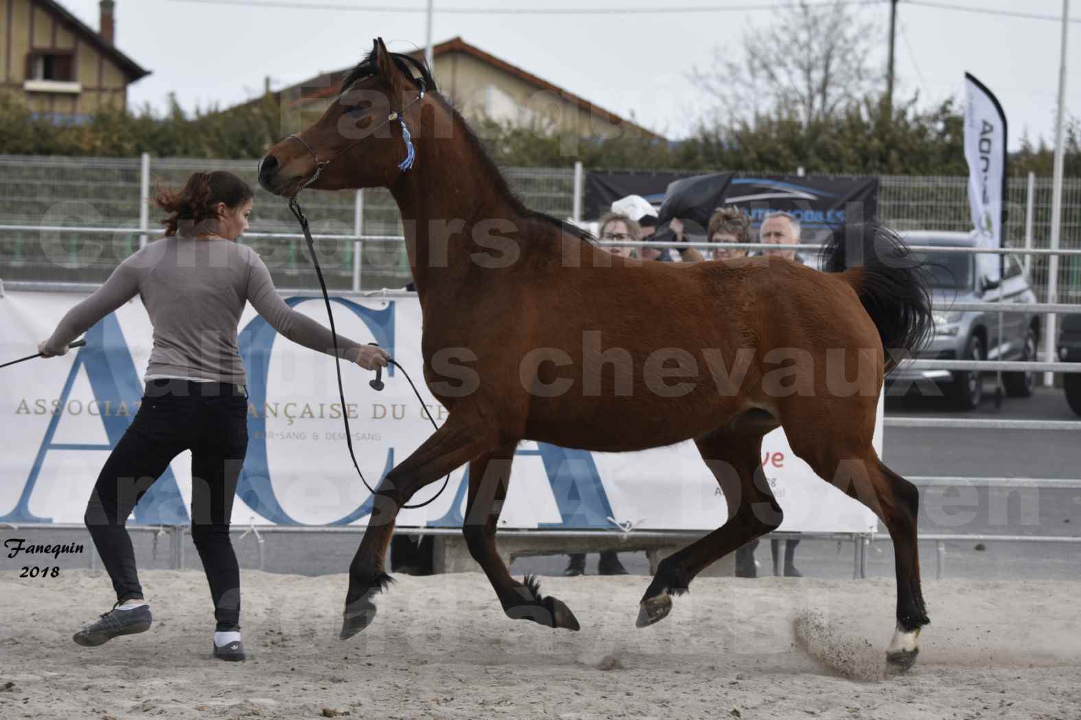 Concours d'élevage de Chevaux Arabes - Demi Sang Arabes - Anglo Arabes - ALBI les 6 & 7 Avril 2018 - ELEGANTE PICAREL - Notre Sélection - 4