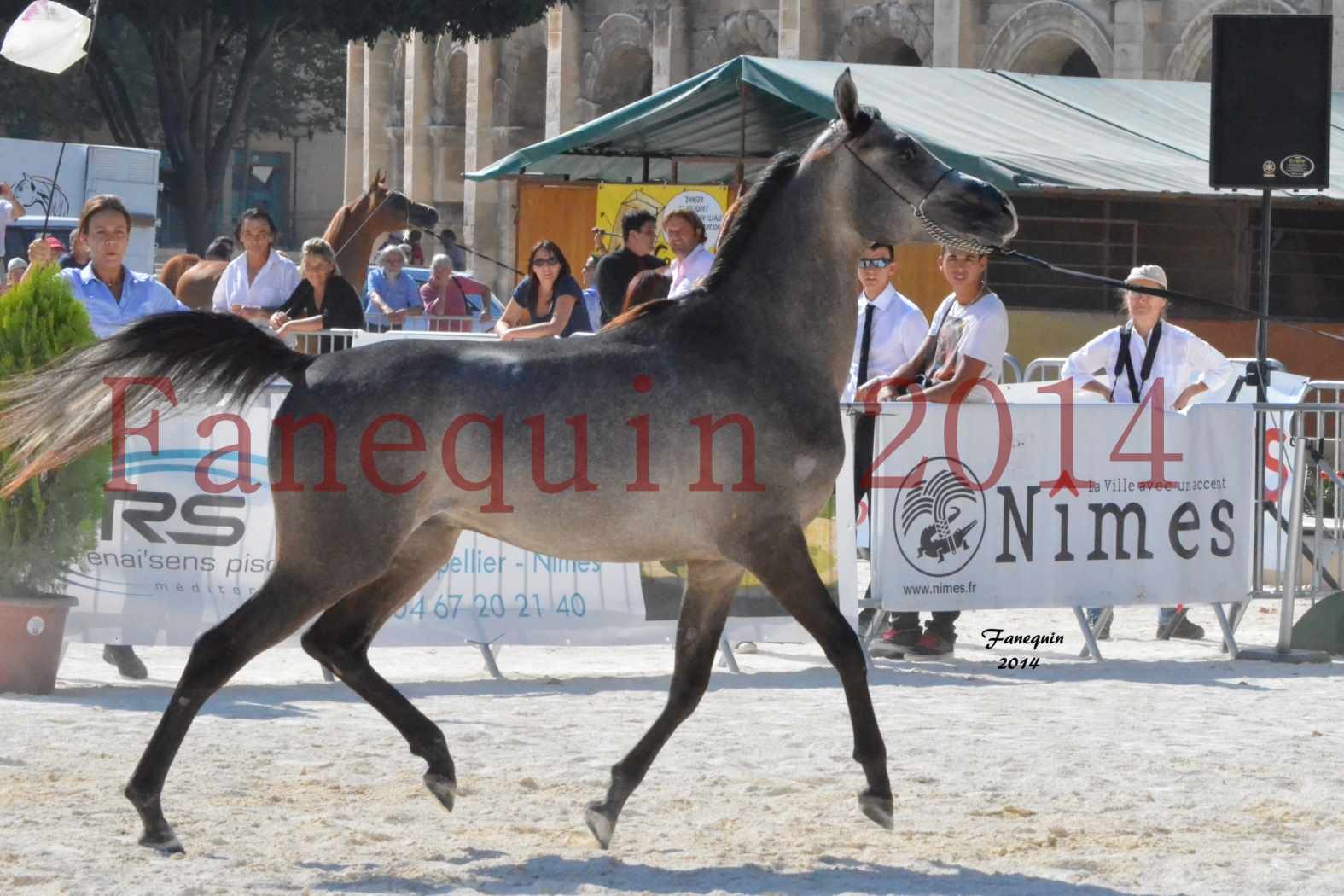 Concours National de Nîmes de chevaux ARABES 2014 - Notre Sélection - JOSEPH'S BOUZIOLS - 08