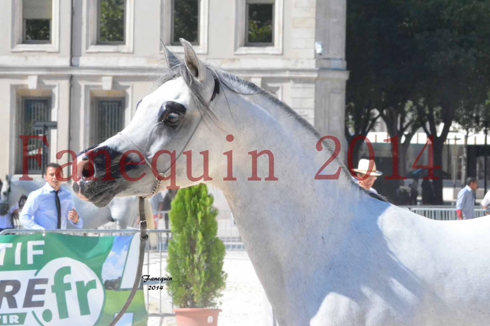 Concours National de Nîmes de chevaux ARABES 2014 - Notre Sélection - Portraits - SHAOLIN DE NEDJAIA - 11