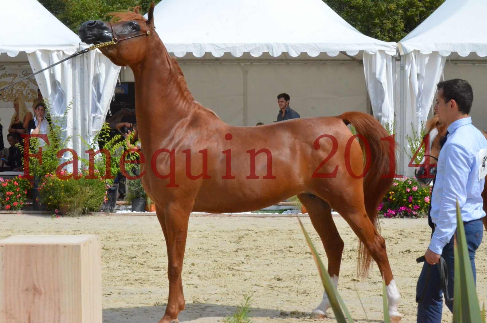 ﻿CHAMPIONNAT DE FRANCE 2014 A POMPADOUR - Championnat - KINSHASA JA - 53