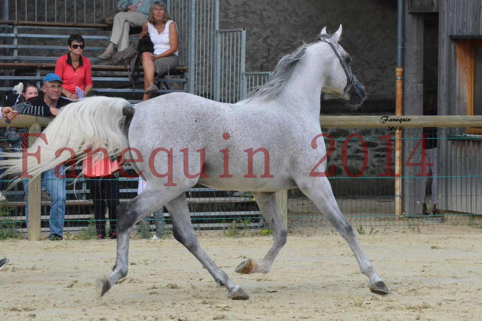 CHAMPIONNAT DE FRANCE  2014 A POMPADOUR - Notre Sélection - SHEYK DE GARGASSAN - 09