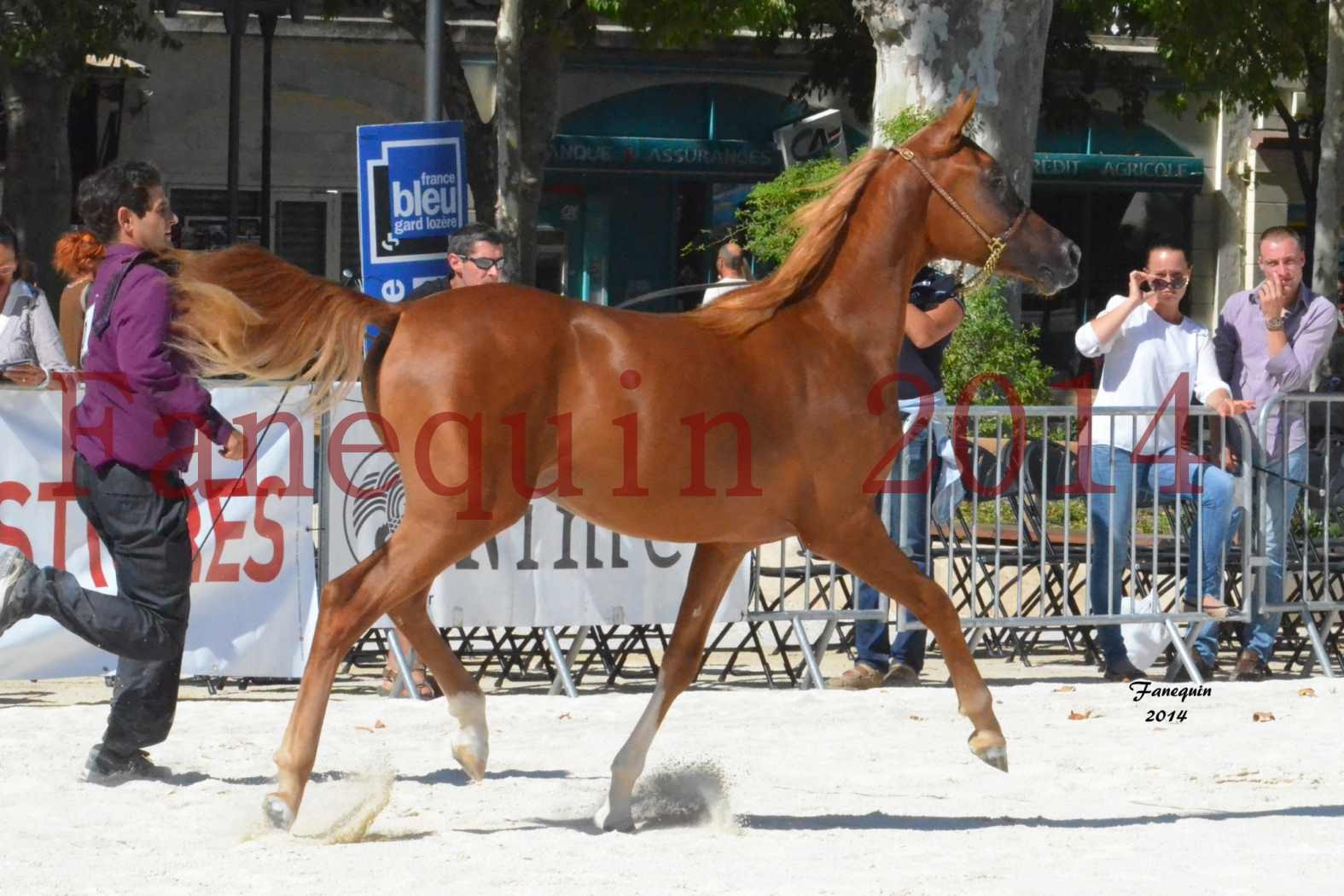 Concours National de Nîmes de chevaux ARABES 2014 - Notre Sélection - TSAR NERIO - 07