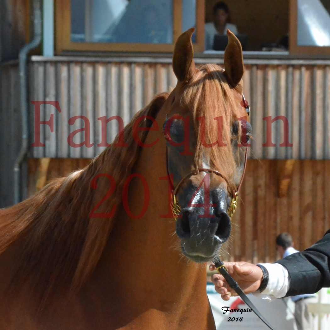 ﻿CHAMPIONNAT DE FRANCE 2014 A POMPADOUR - Notre Sélection - KINSHASA JA - 18