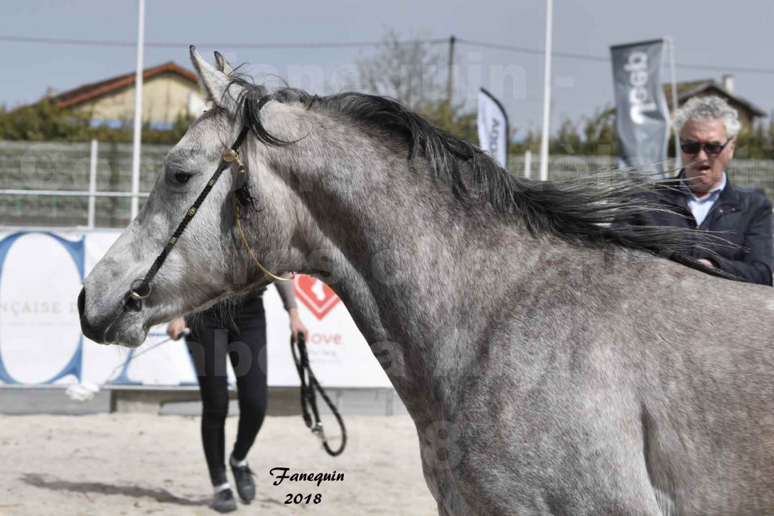 Concours d'élevage de Chevaux Arabes - D. S. A. - A. A. - ALBI les 6 & 7 Avril 2018 - FLORAC LARZAC - Notre Sélection - Portraits - 1