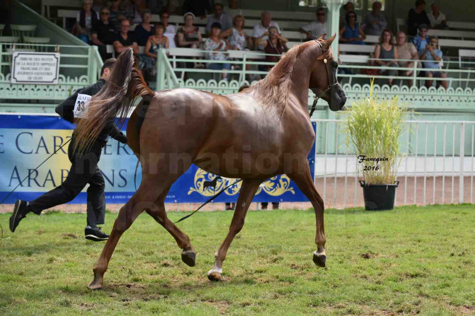 International Arabian Horse Show B de VICHY 2016 - PEARL DE DJOON - Notre Sélection - 35