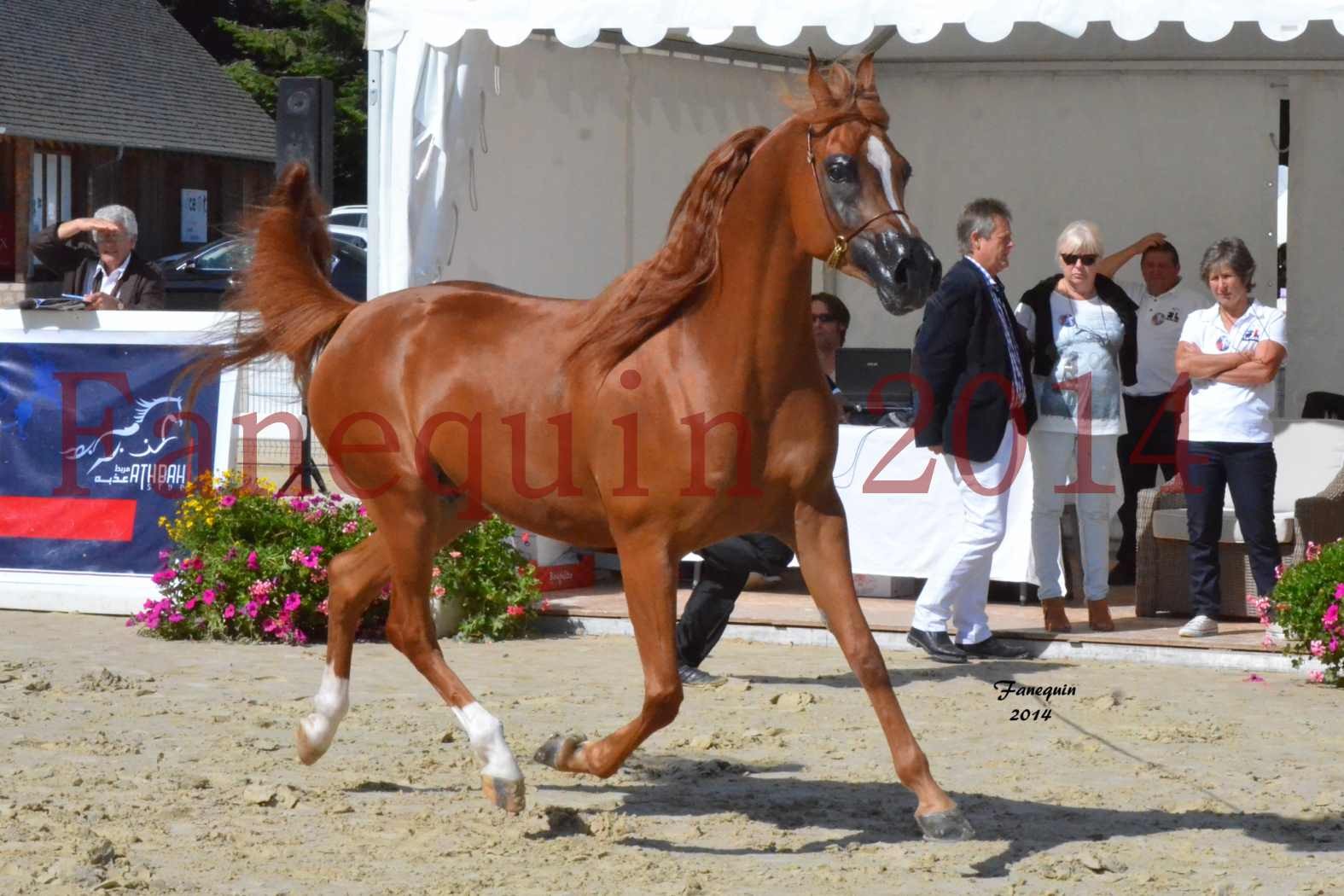 ﻿CHAMPIONNAT DE FRANCE 2014 A POMPADOUR - Notre Sélection - KINSHASA JA - 03