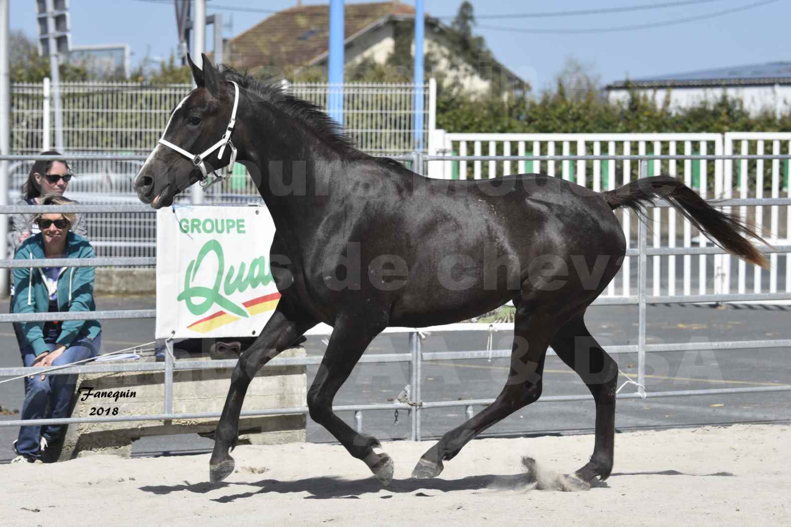 Concours d'élevage de Chevaux Arabes - D S A - A A - ALBI les 6 & 7 Avril 2018 - GUANGZHOU ARTAGNAN - Notre Sélection - 5