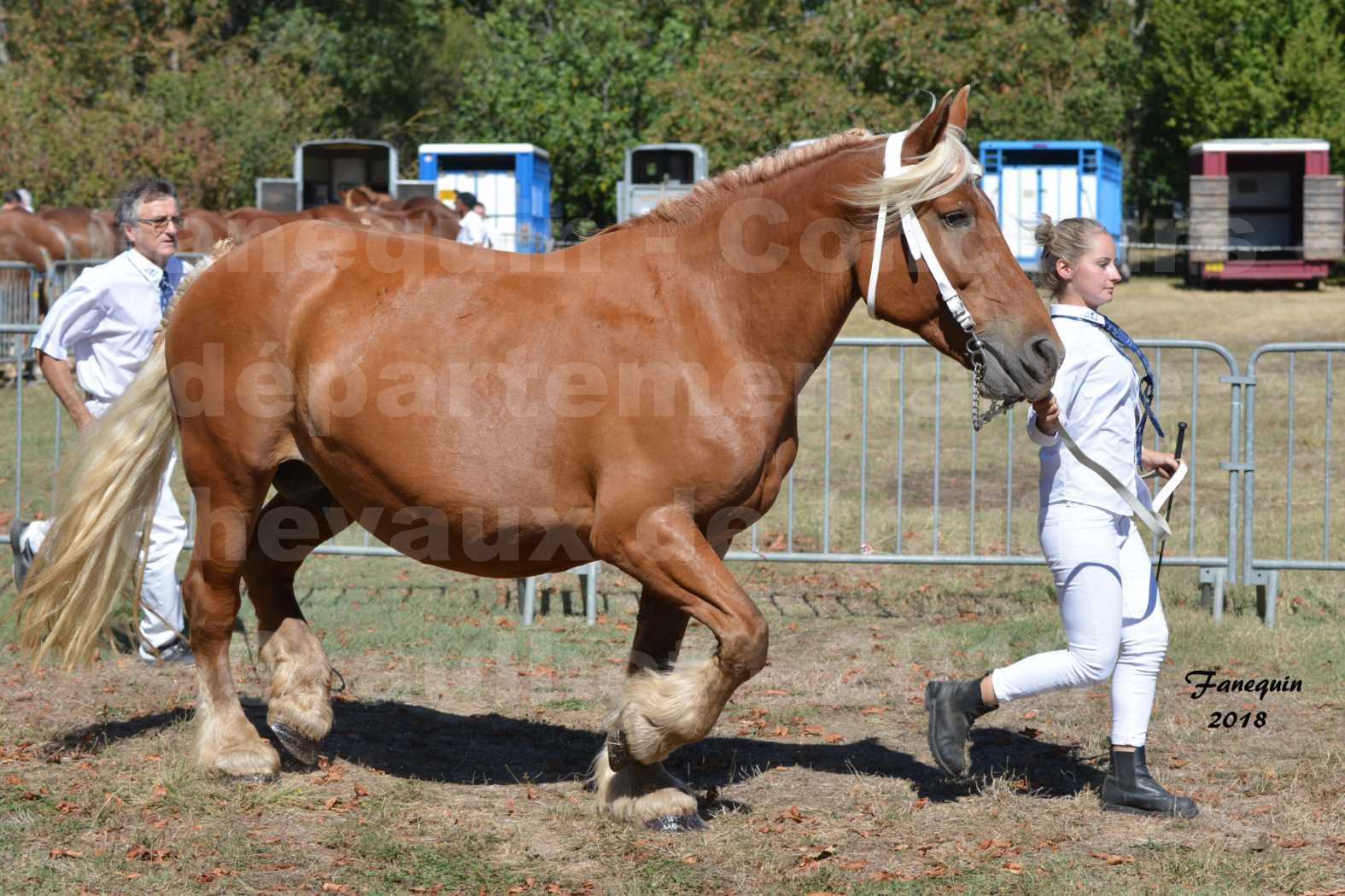Concours départemental de chevaux de traits à GRAULHET en 2018 - Elevage POUJADE - Notre Sélection - 15