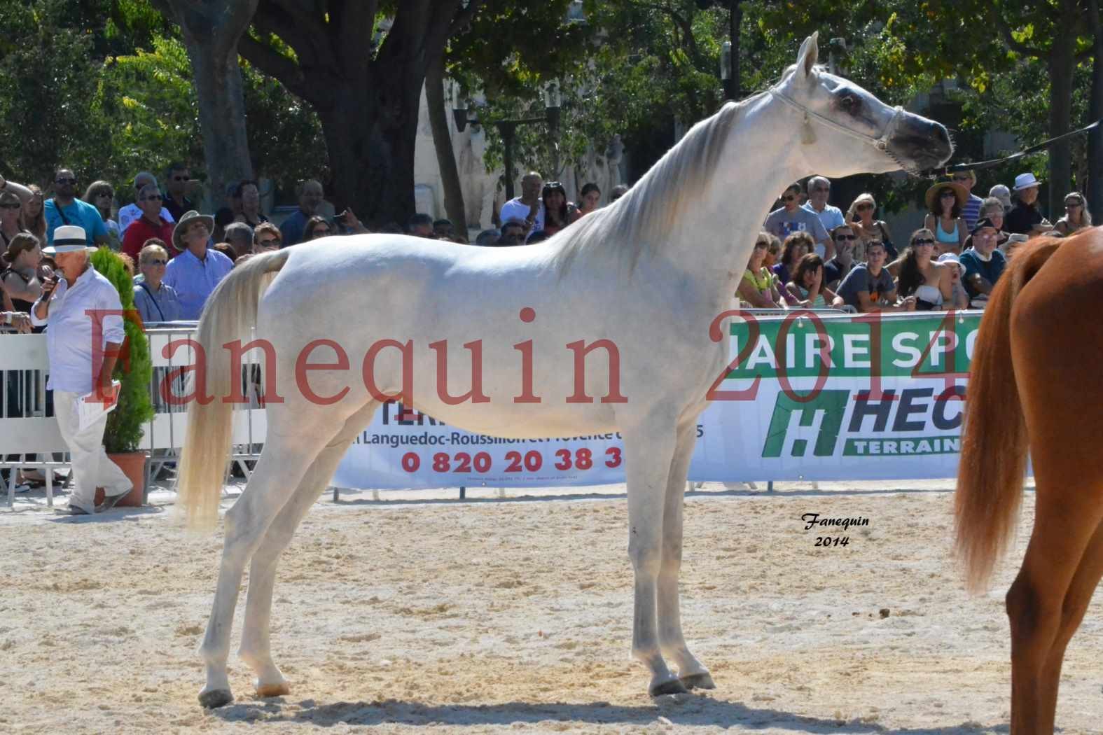 Concours National de Nîmes de chevaux ARABES 2014 - ENVY ETERNITY - 07