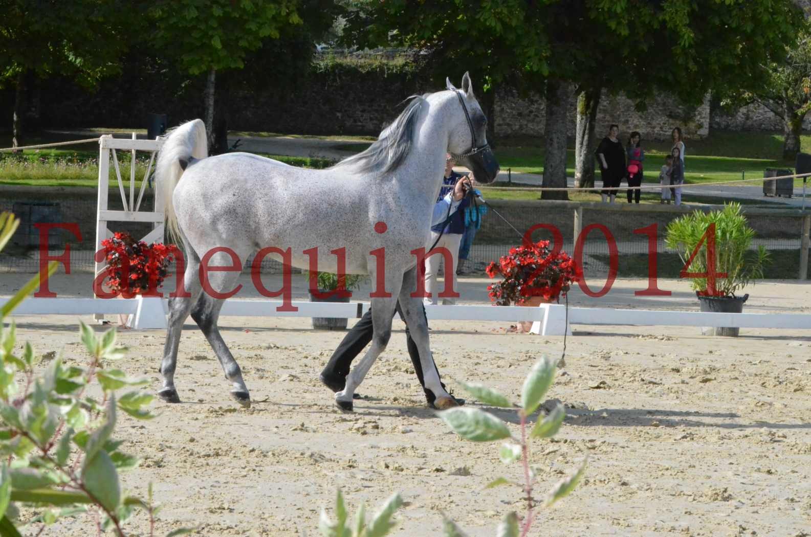 CHAMPIONNAT DE FRANCE  2014 A POMPADOUR - Sélection - SHEYK DE GARGASSAN - 07