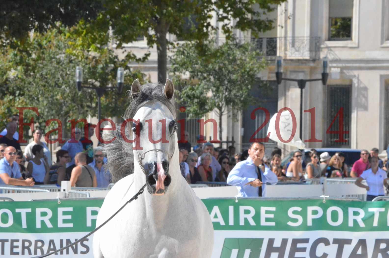 Concours National de Nîmes de chevaux ARABES 2014 - Sélection - SHAOLIN DE NEDJAIA - 54