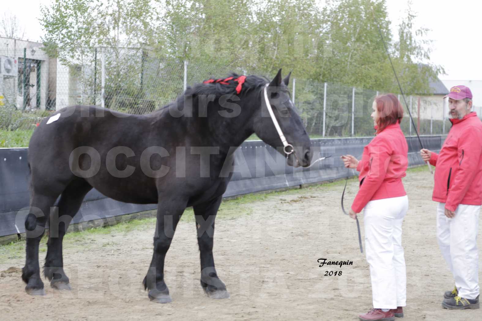 Concours Régional "OCCITANIE" de Chevaux de Traits à REQUISTA en 2018 - GRIOTTE DU FIOU - 3