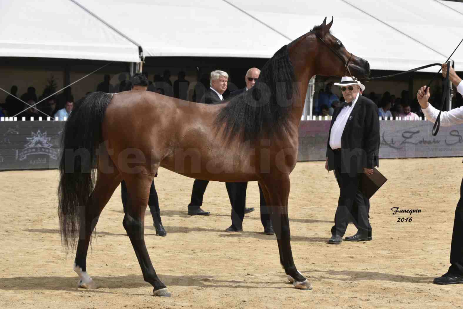 Championnat du pur-sang arabe de la Méditerranée et des pays arabes - MENTON 2016 - GALLARDO J - Notre Sélection - 8