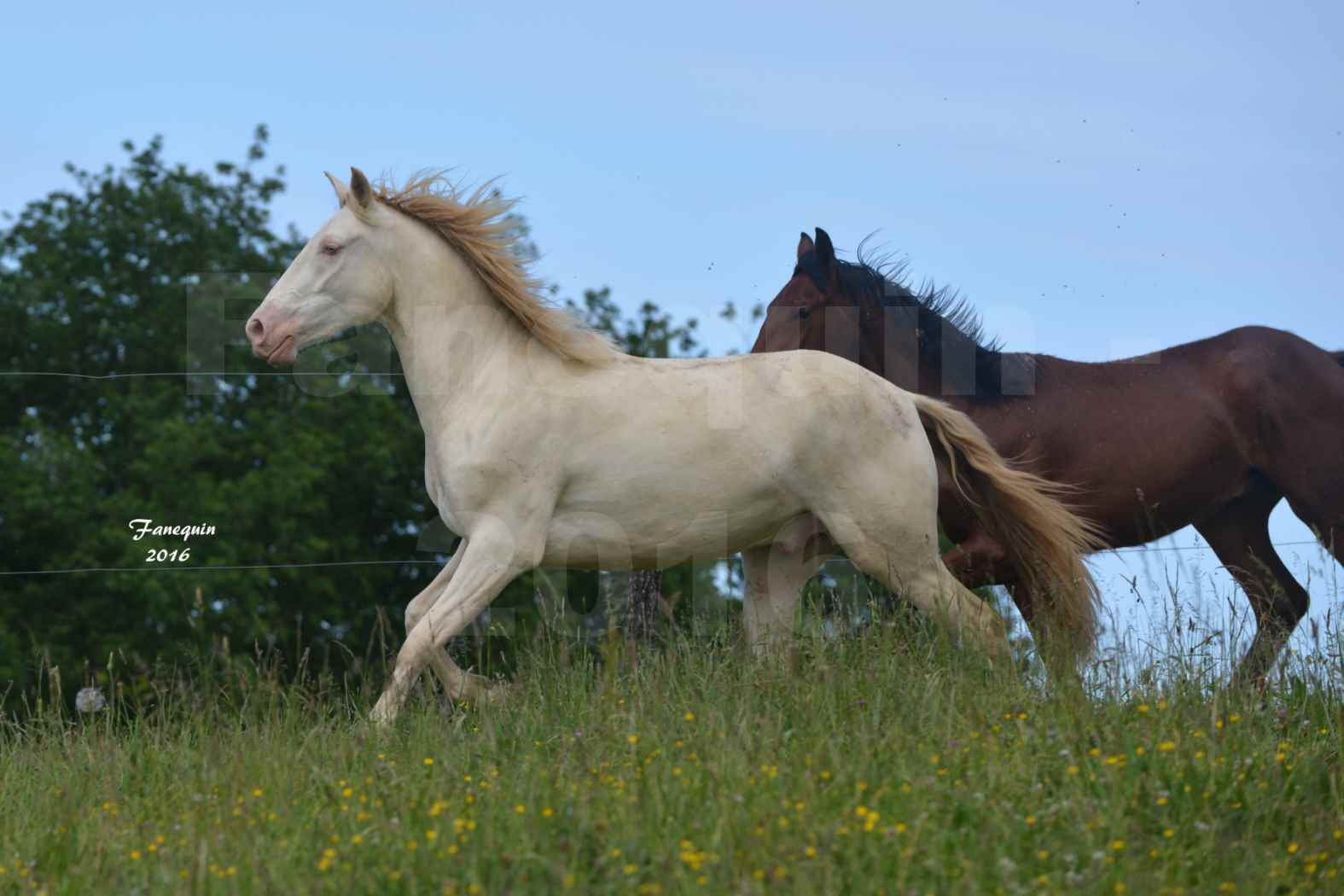 Chevaux PRE de l'élevage DEL TESSUOR - Frédérique VIGNE - 03