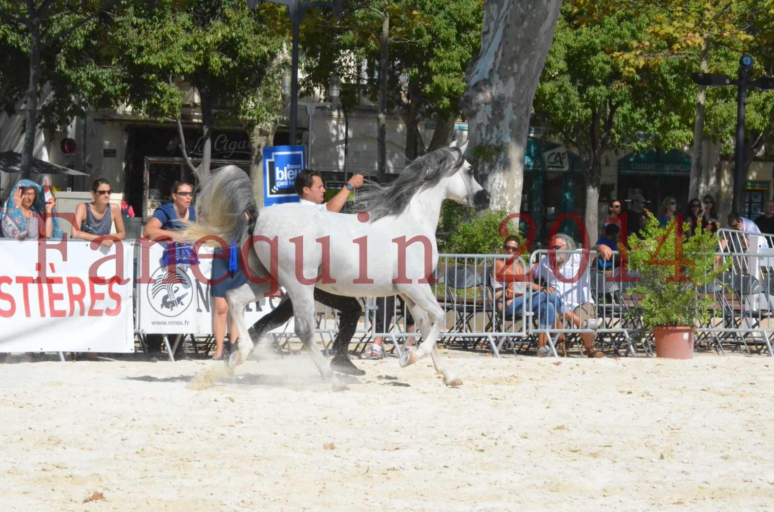 Concours National de Nîmes de chevaux ARABES 2014 - Sélection - SHAOLIN DE NEDJAIA - 38