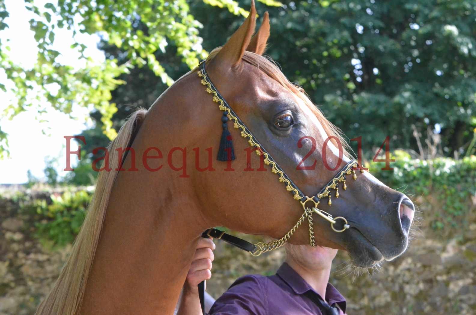 Championnat de FRANCE 2014 - Amateurs - SELECTO IBN SAMAWI - 160