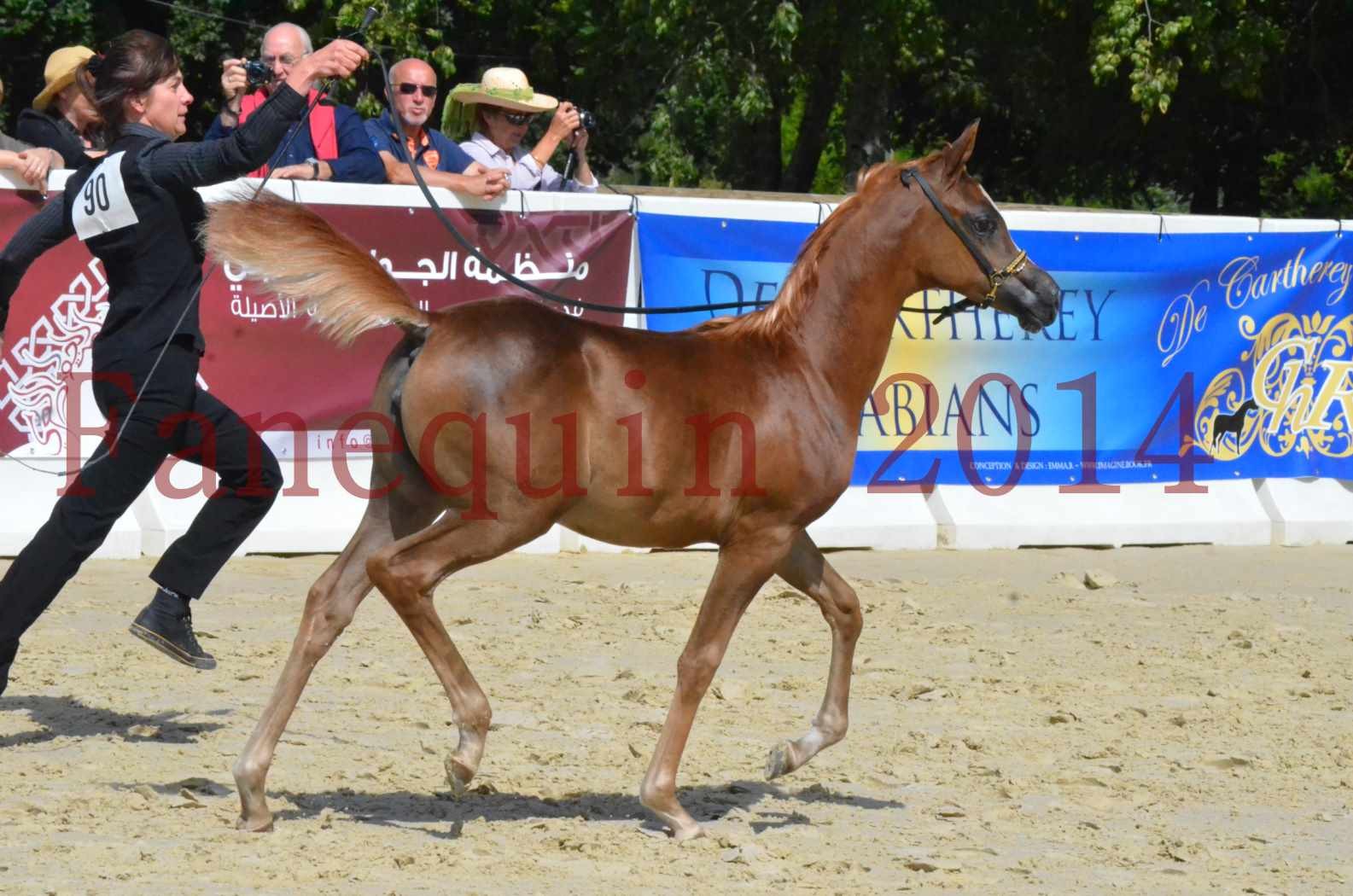 CHAMPIONNAT DE FRANCE 2014 A POMPADOUR - Championnat - TSAR KENZA - 16