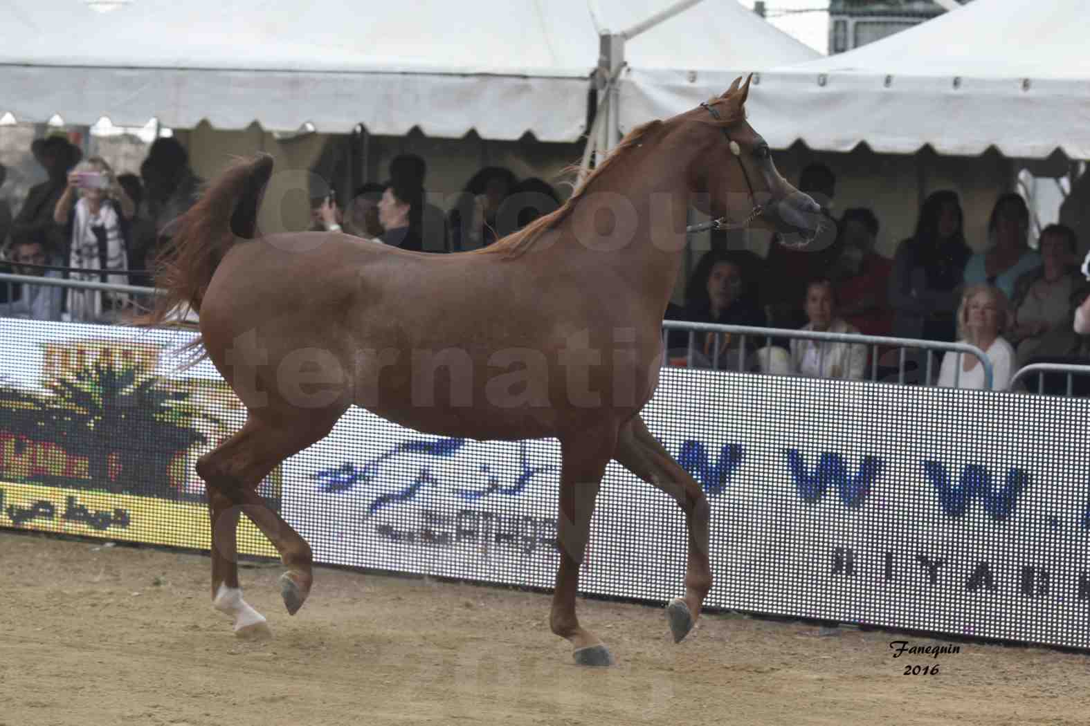 Championnat du pur-sang arabe de la Méditerranée et des pays arabes - MENTON 2016 - FARAH AL SHAQAB - Notre Sélection - 04