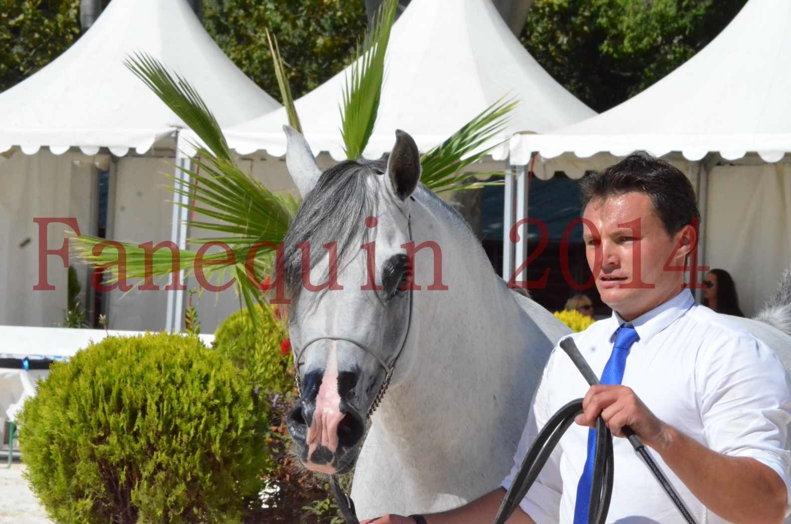 Concours National de Nîmes de chevaux ARABES 2014 - Sélection - SHAOLIN DE NEDJAIA - 76