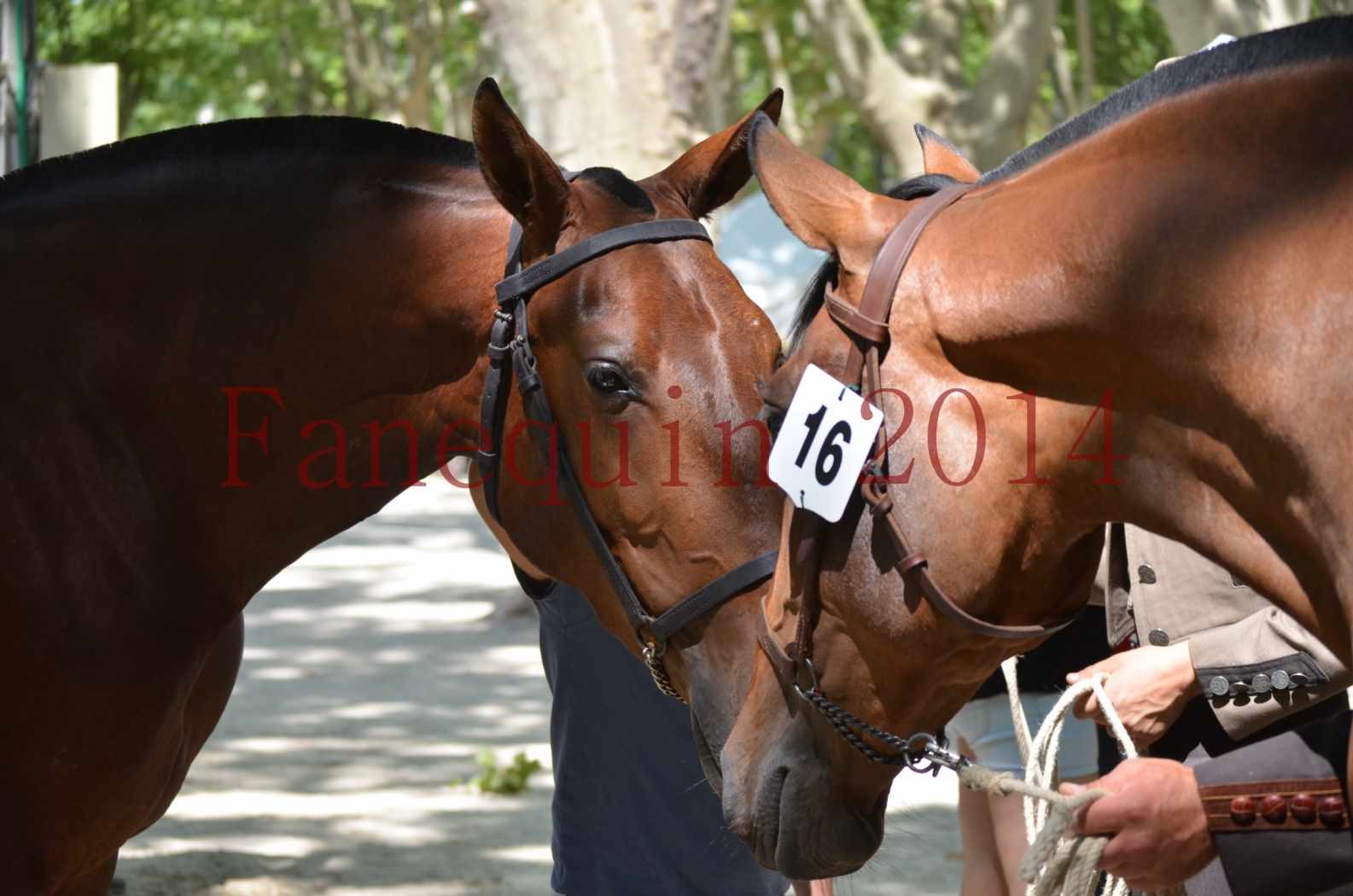 Portraits Chevaux Elevage RONCHAIL-14