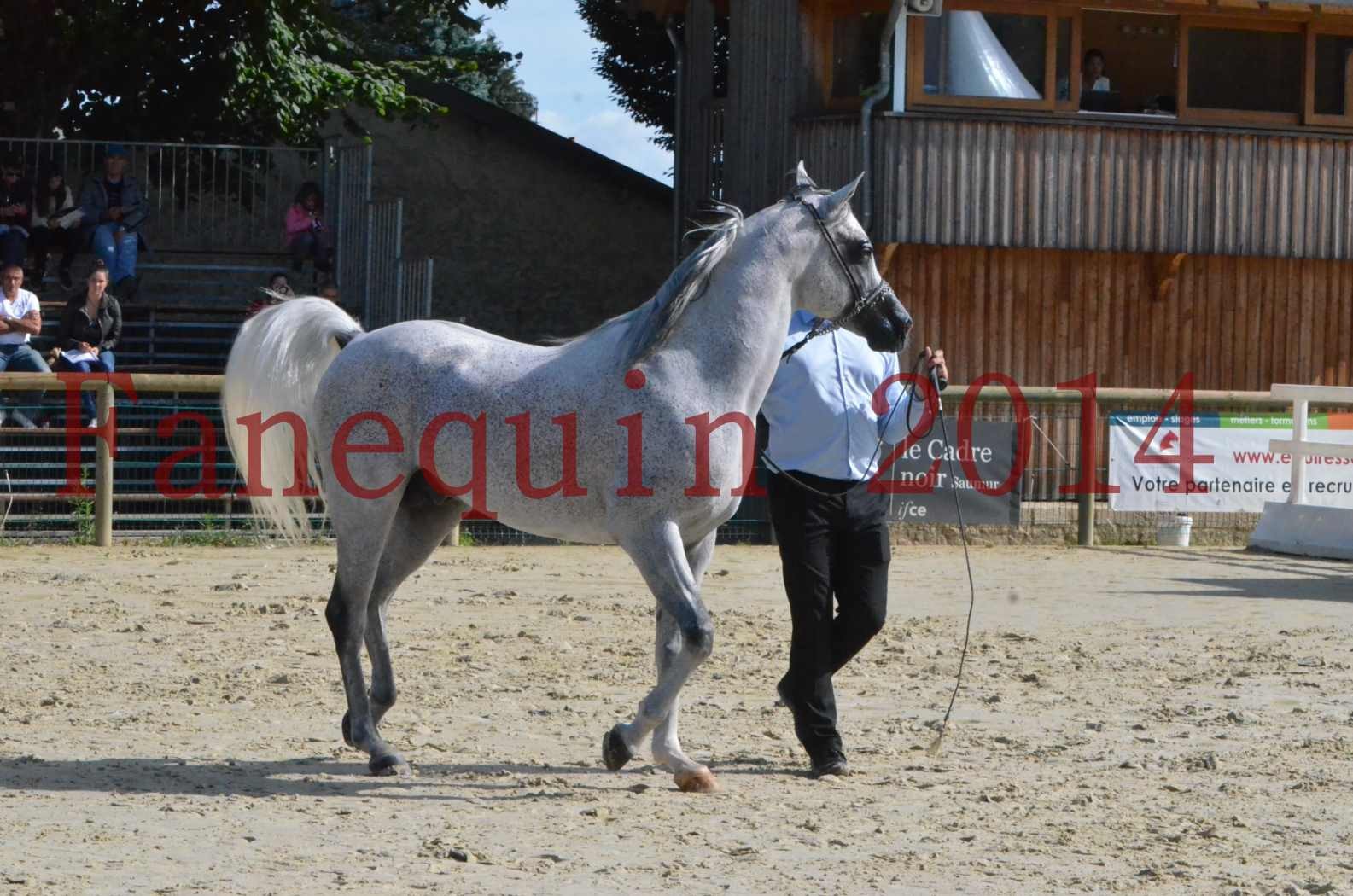 CHAMPIONNAT DE FRANCE  2014 A POMPADOUR - Sélection - SHEYK DE GARGASSAN - 09