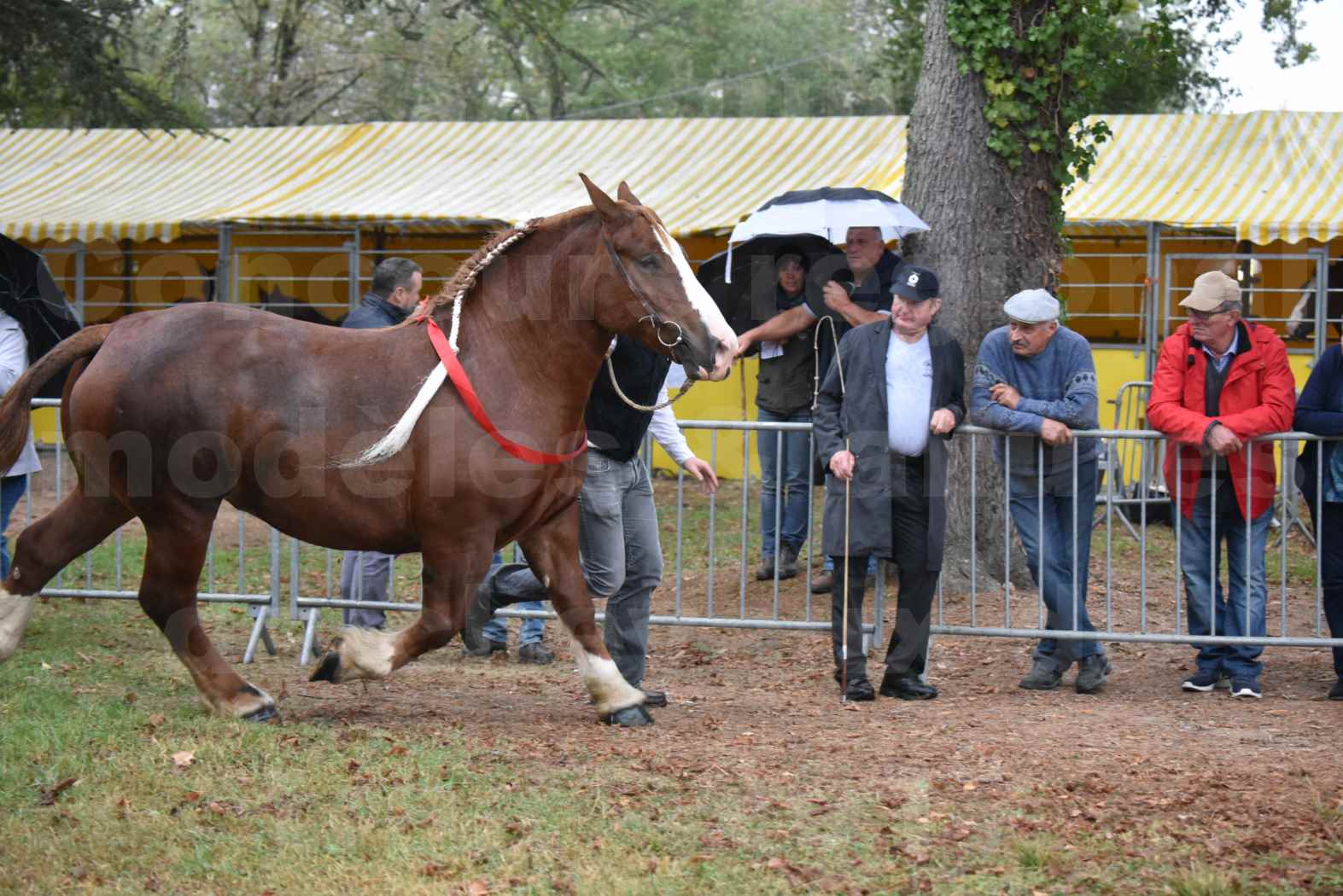 Concours Régional de chevaux de traits en 2017 - Pouliche trait BRETON - EDEN DE LA MOTTE - 17