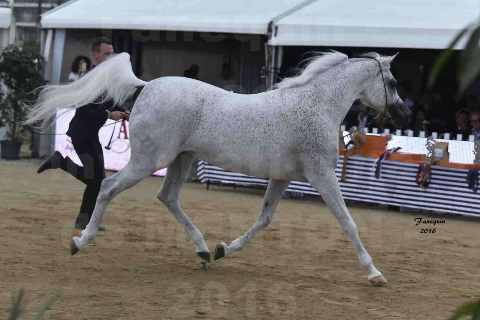 Championnat du pur-sang arabe de la Méditerranée et des pays arabes - MENTON 2016 - MAGIC MA CHERIE - Notre Sélection - 12