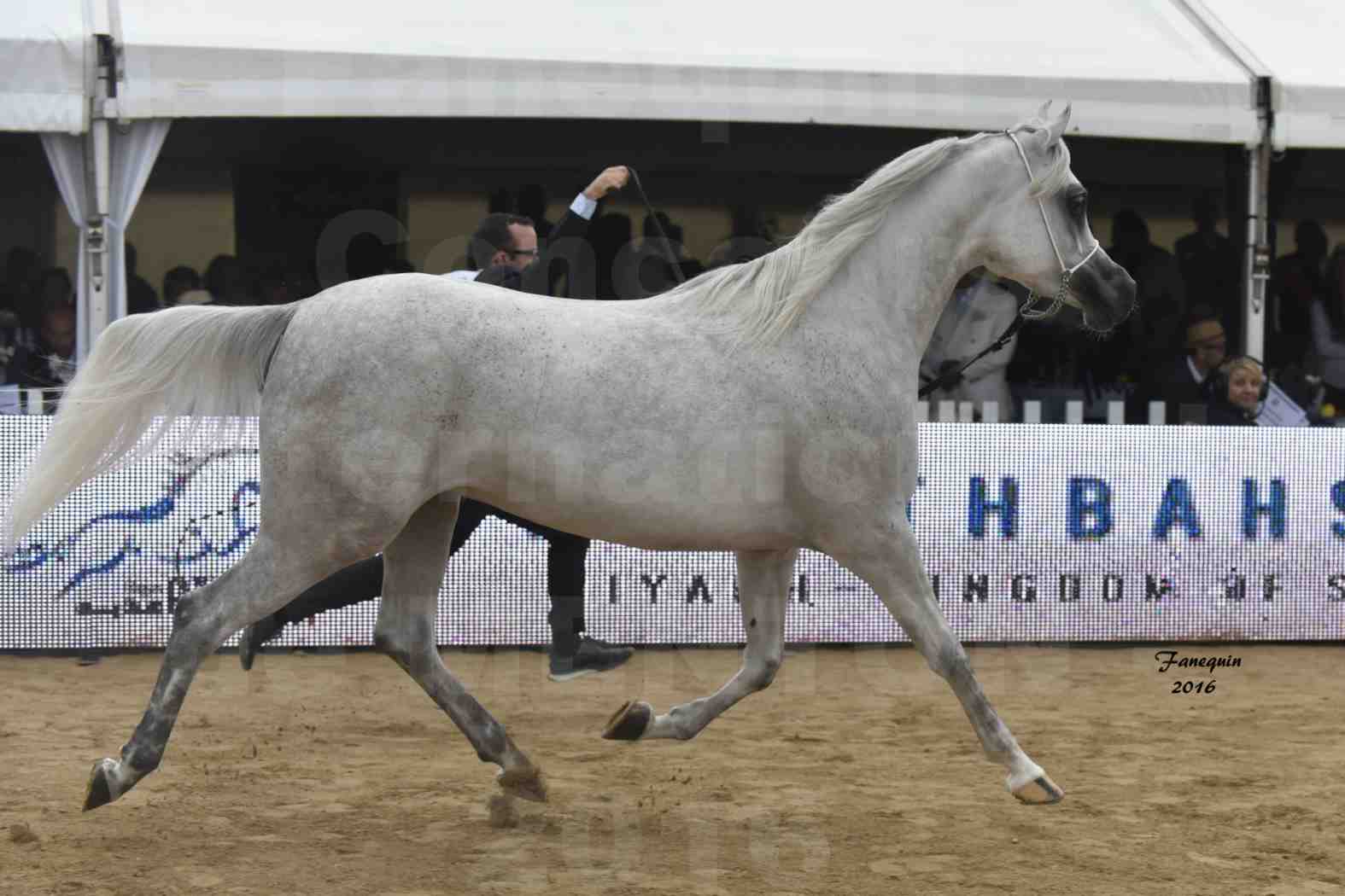 Championnat du pur-sang arabe de la Méditerranée et des pays arabes - MENTON 2016 - AIJANA OS - Notre Sélection - 3