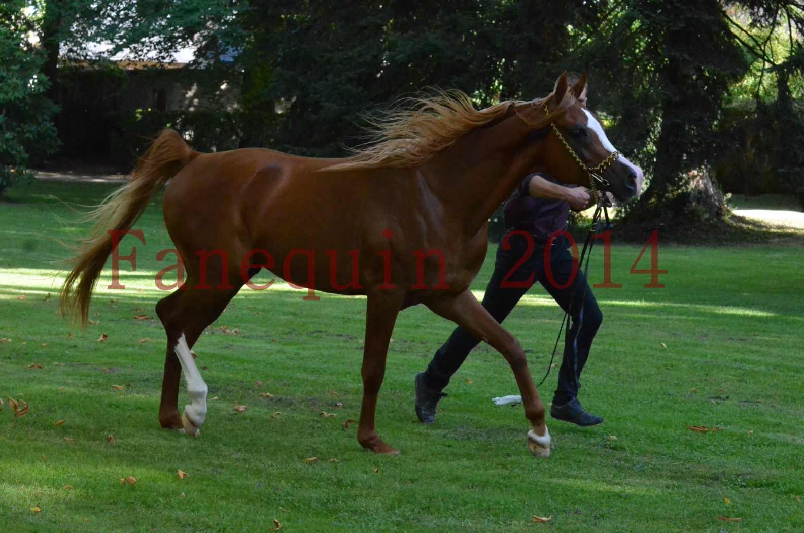 Championnat de FRANCE 2014 - Amateurs - SELECTO IBN SAMAWI - 123