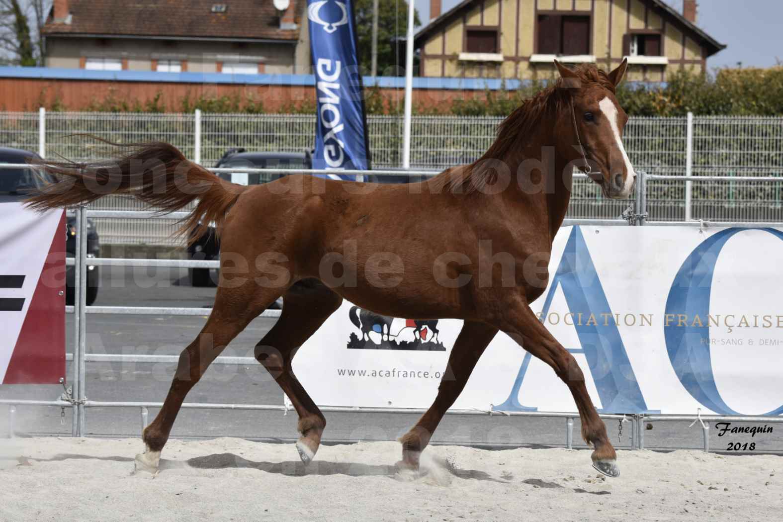 Concours d'élevage de Chevaux Arabes - D. S. A. - A. A. - ALBI les 6 & 7 Avril 2018 - FLEURON CONDO - Notre Sélection - 4