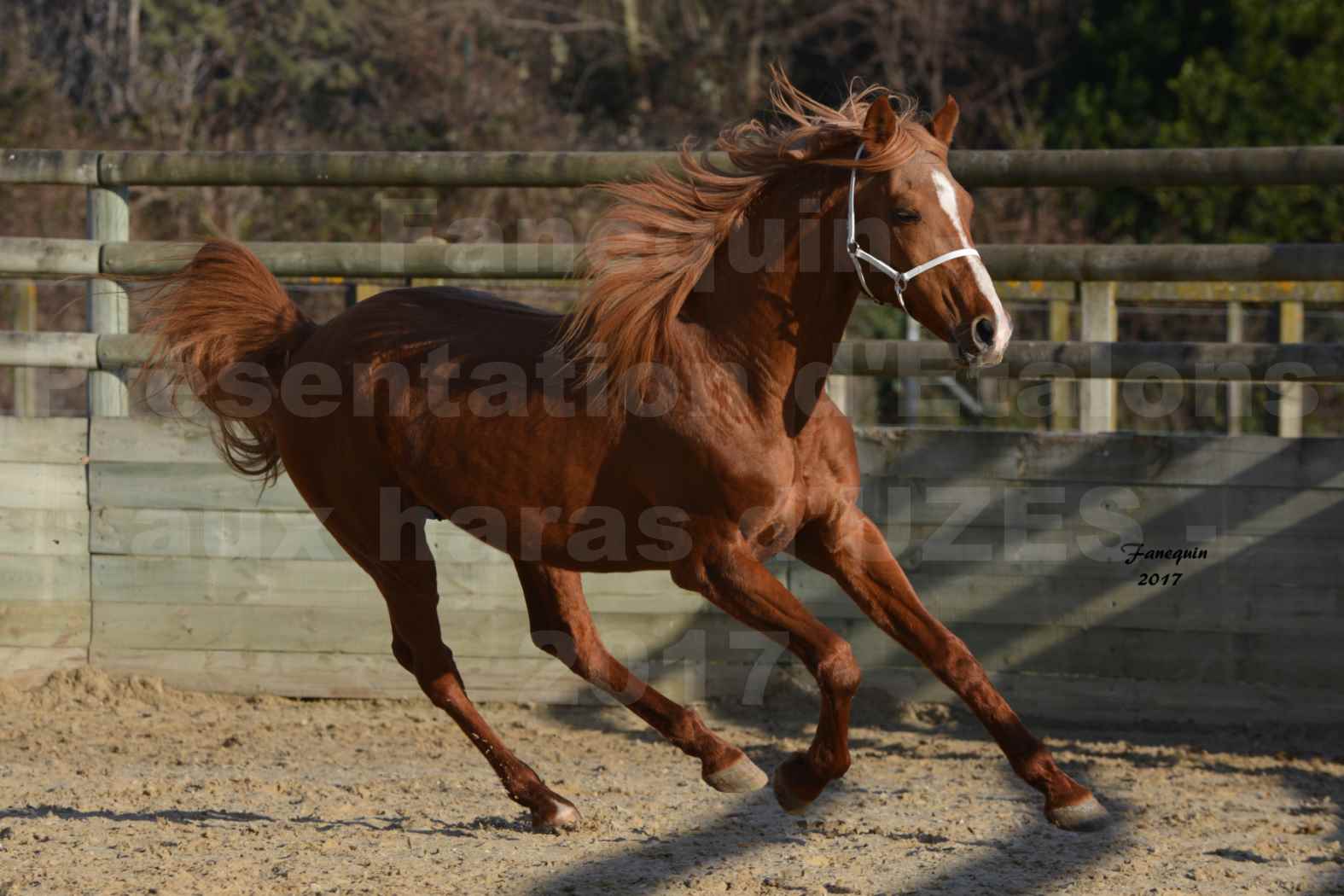 Présentation d’Étalons aux Haras d'UZES - présentation en liberté - BRAHMA - 1