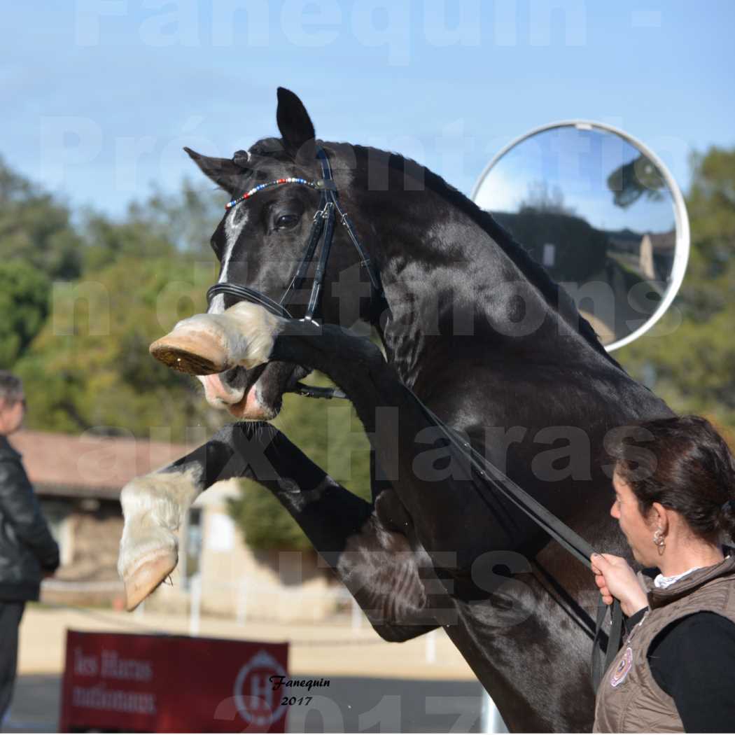 Présentation d’Étalons aux Haras d'UZES - Portraits Spéciaux - VOLUPTO DES BOURDONS - 1