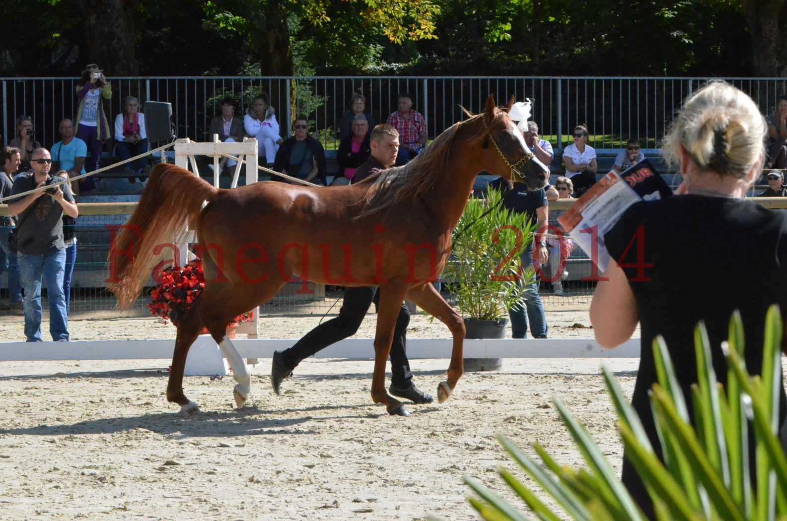 Championnat de FRANCE 2014 - Amateurs - SELECTO IBN SAMAWI - 004