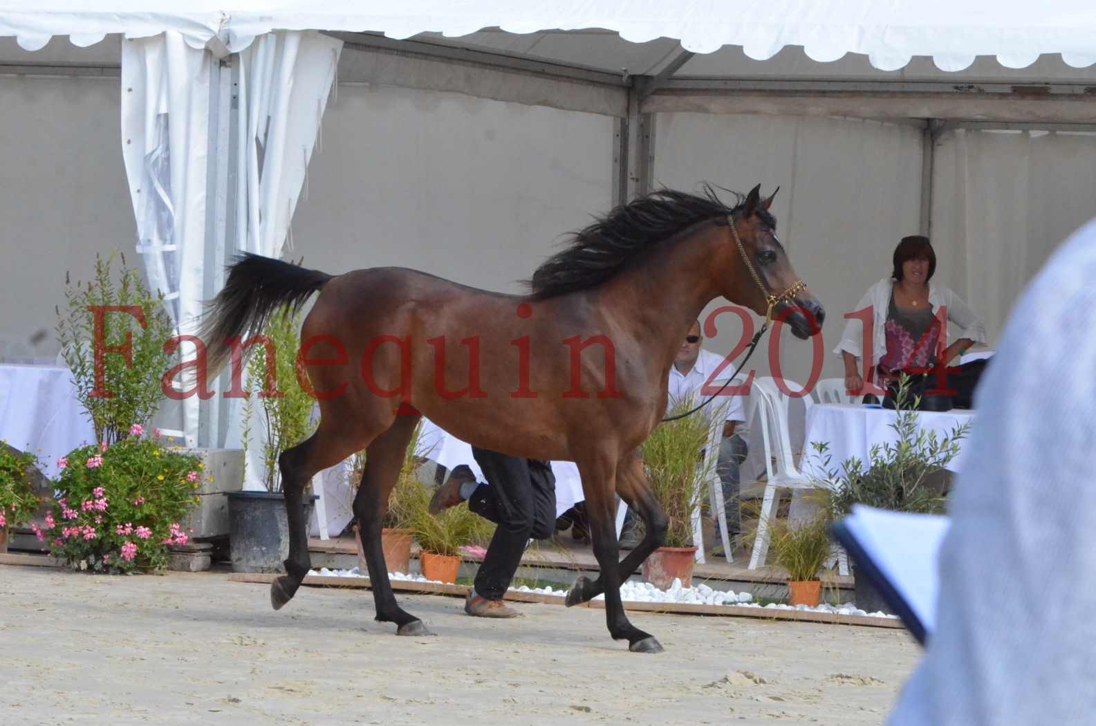 Championnat de FRANCE 2014 - Amateurs - KAL'ELLE D'ELHORIA - 22