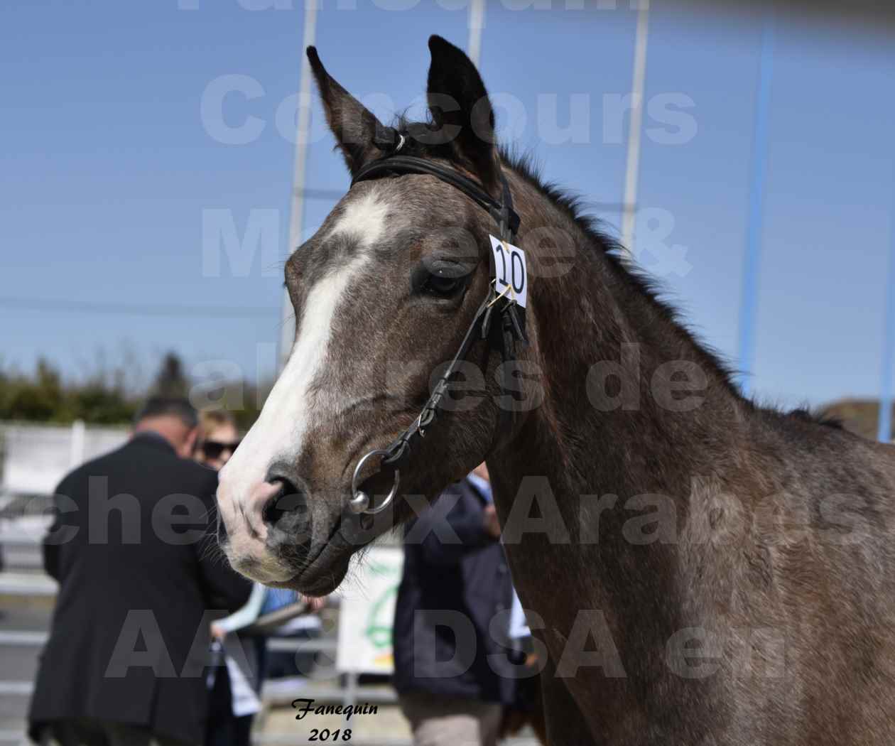 Concours d'élevage de Chevaux Arabes - D. S. A. - A. A. - ALBI les 6 & 7 Avril 2018 - GOLD OF MARTRETTES - Notre Sélection - Portraits - 3