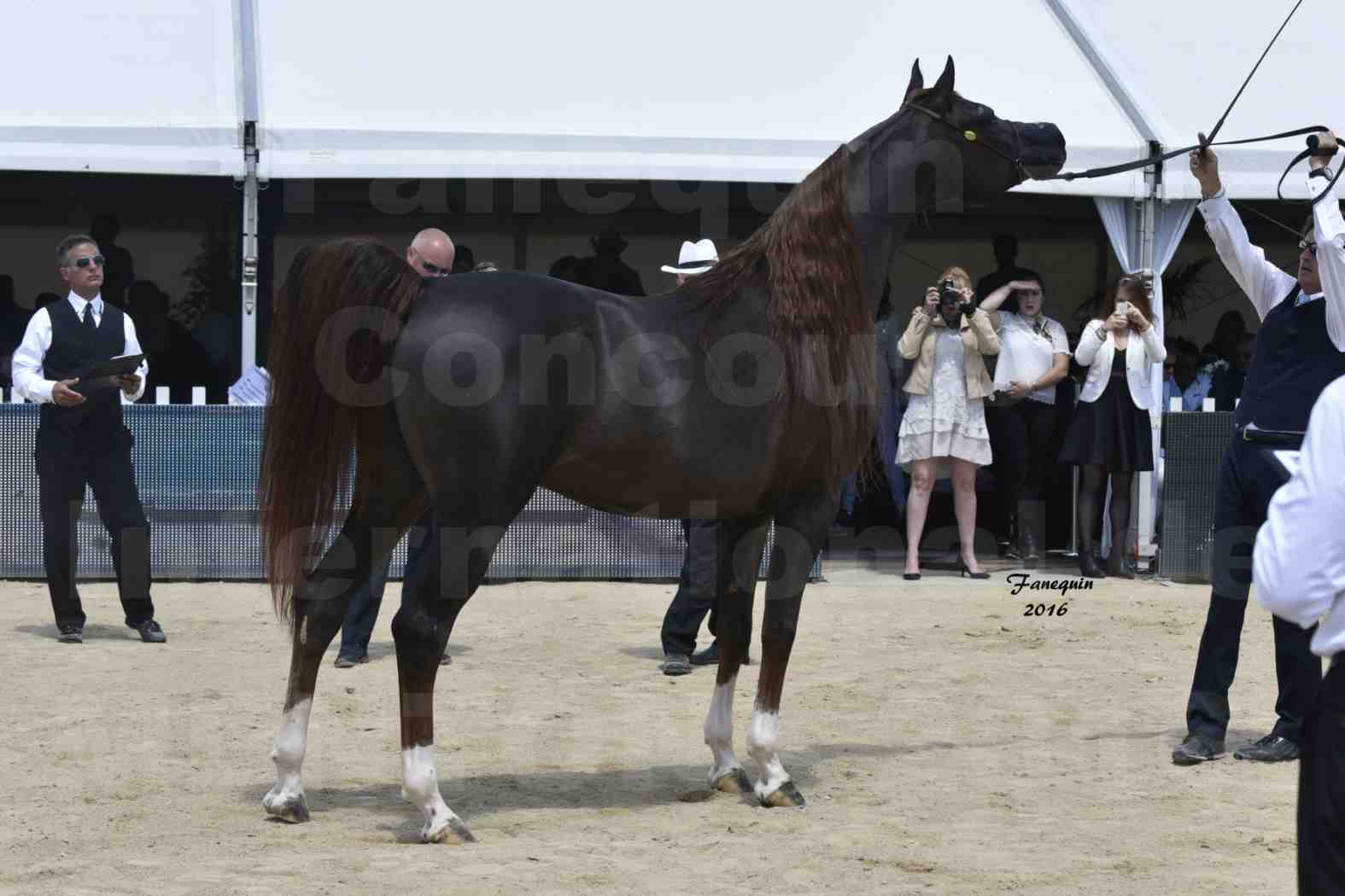 Championnat du pur-sang arabe de la Méditerranée et des pays arabes - MENTON 2016 - IM BAYARD CATHARE -  Notre Sélection - 22