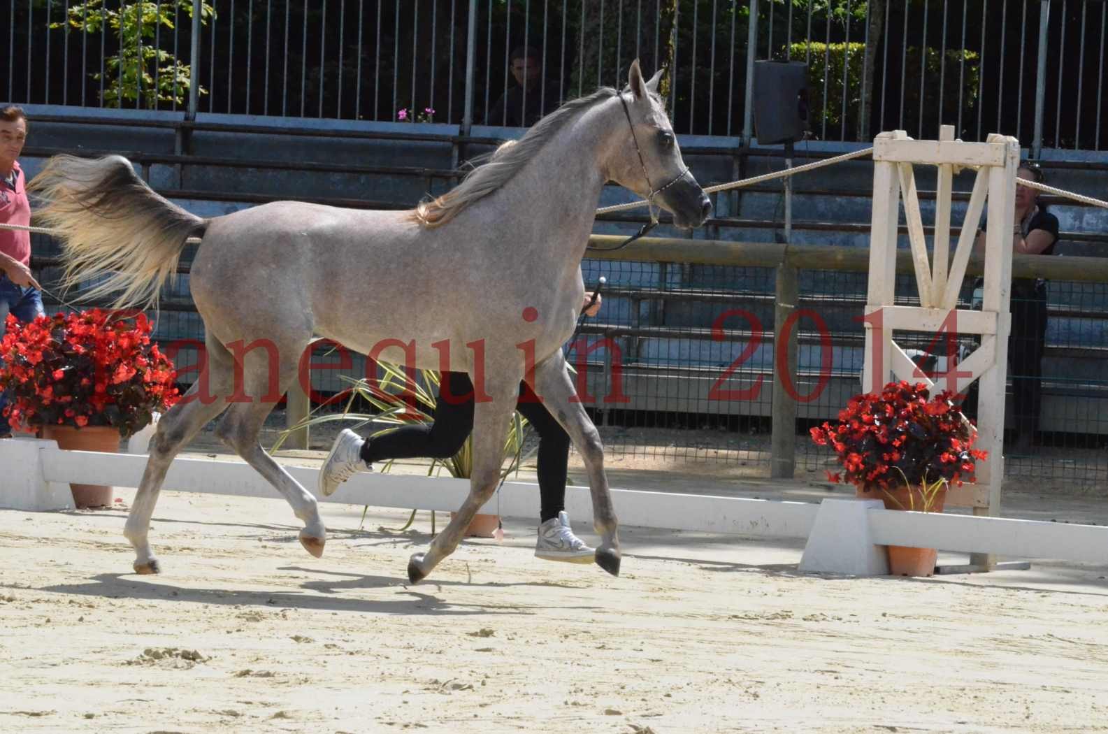 Championnat de FRANCE 2014 - Amateurs - SANA ISHANE - 08