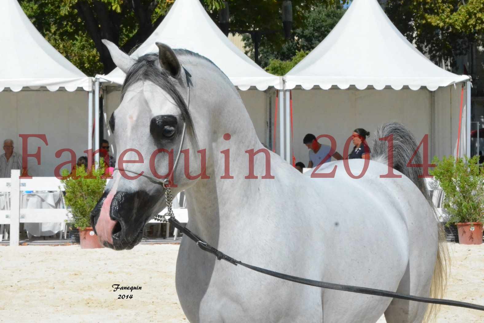 Concours National de Nîmes de chevaux ARABES 2014 - Notre Sélection - Portraits - SHAOLIN DE NEDJAIA - 03