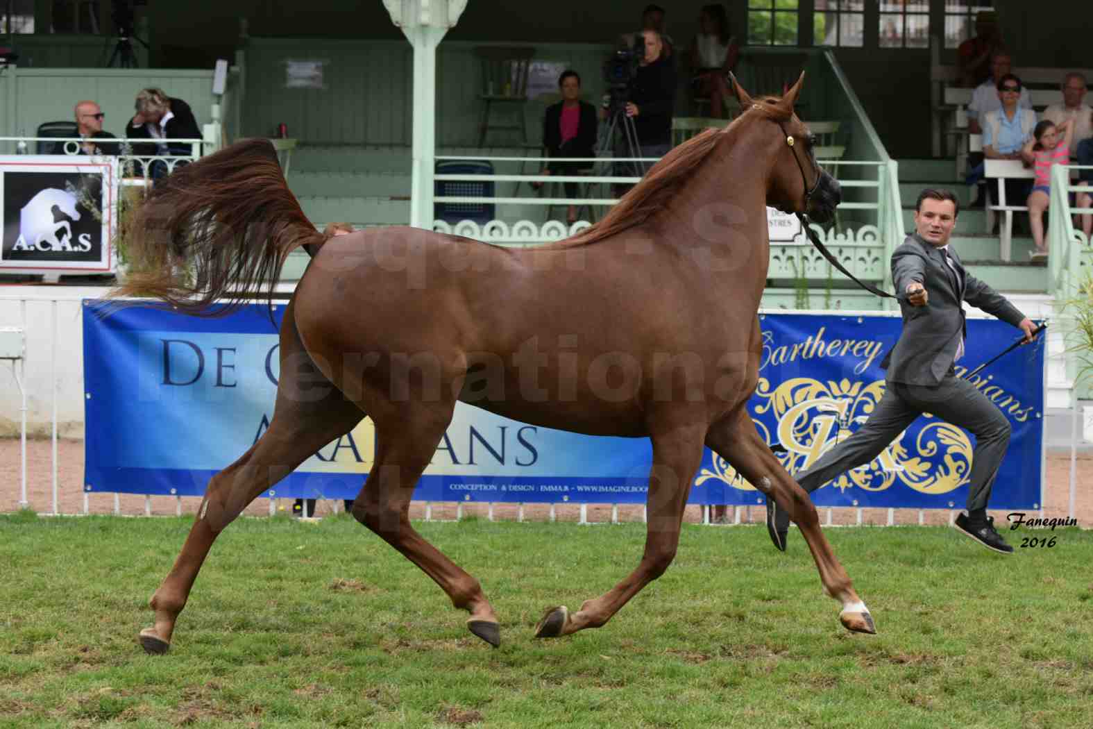 International Arabian Horse Show B de VICHY 2016 - PEARL DE DJOON - Notre Sélection - 09