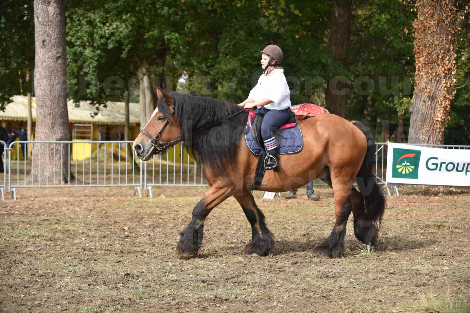 Concours régional de chevaux de traits 2017 - QUIQUINOU - 5