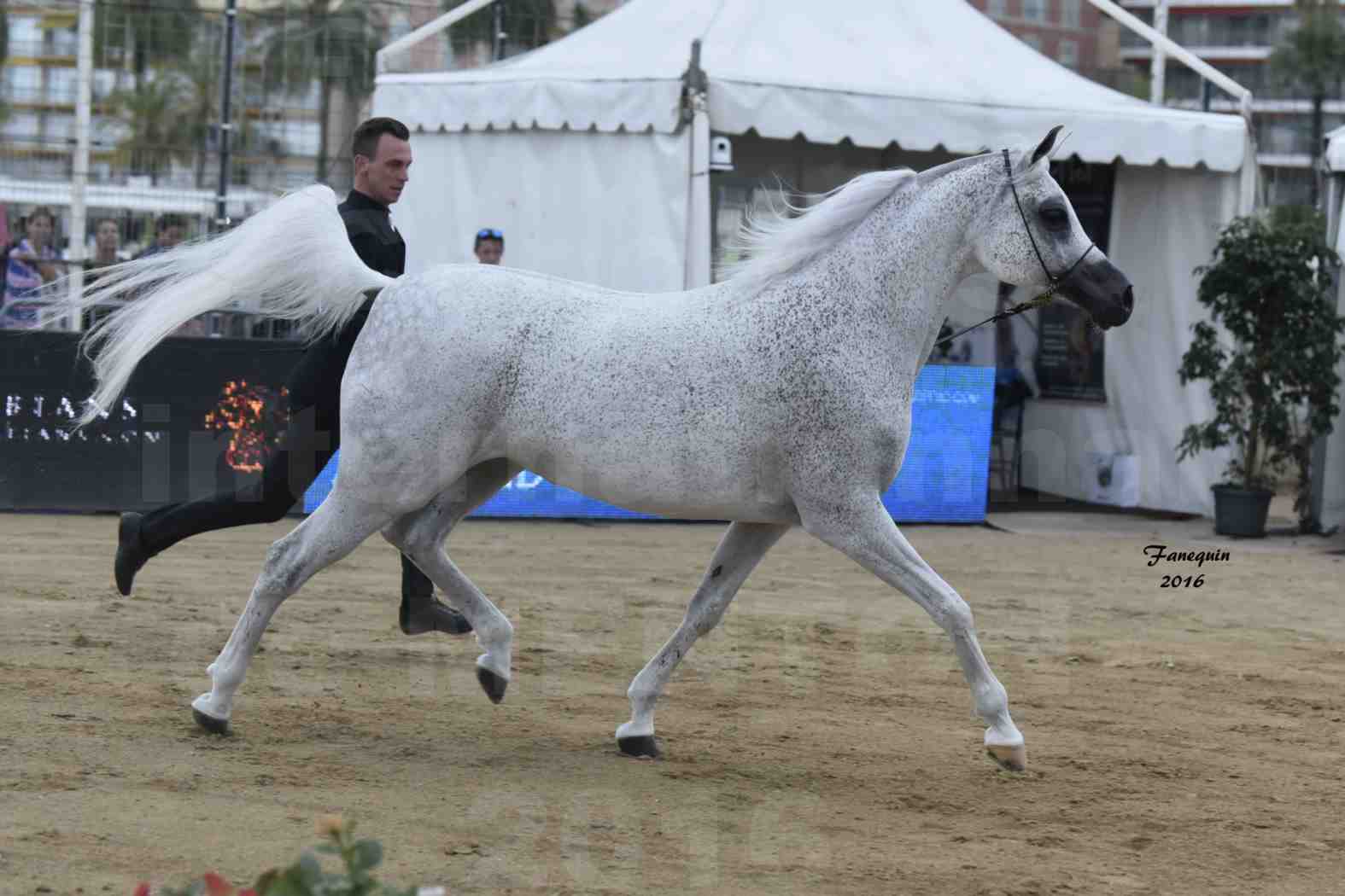 Championnat du pur-sang arabe de la Méditerranée et des pays arabes - MENTON 2016 - MAGIC MA CHERIE - Notre Sélection - 11