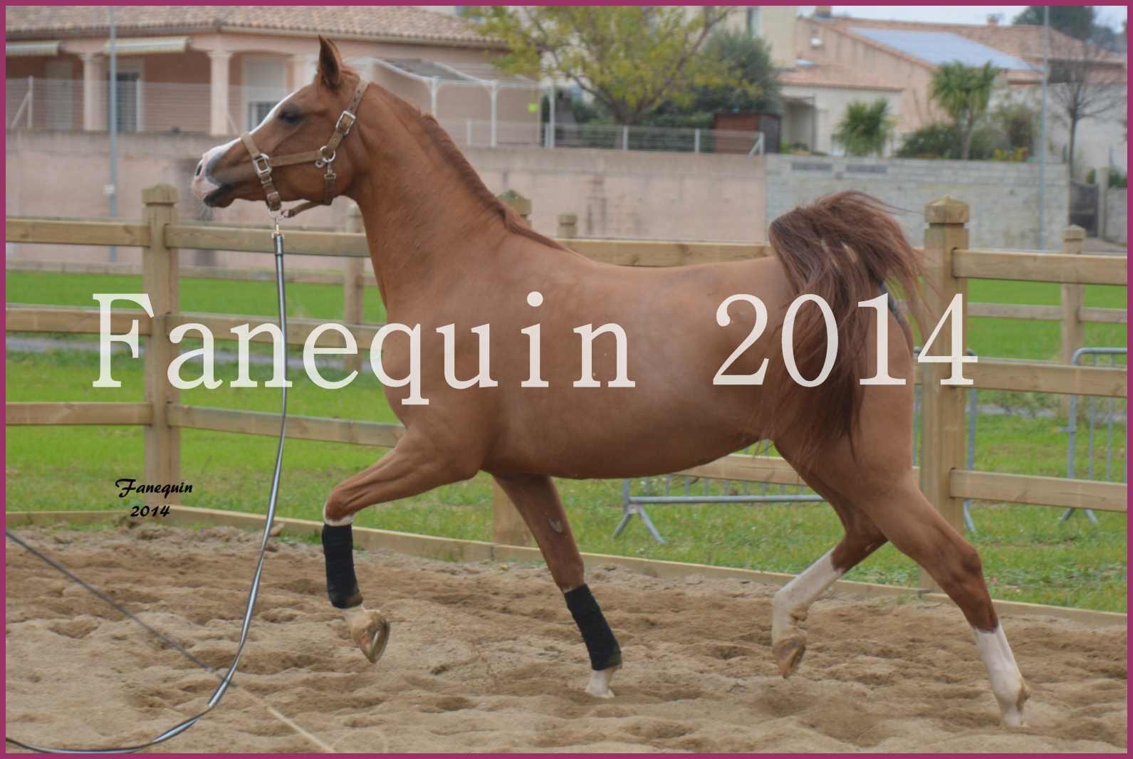 Domaine de LAMARRE - Jument ARABE Alezan - SHARON - en mouvement - 3